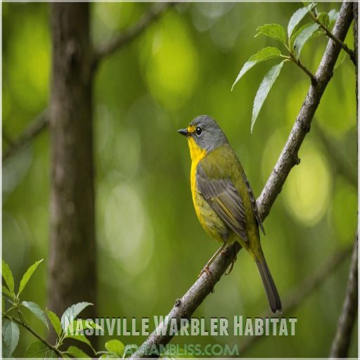 Nashville Warbler Habitat