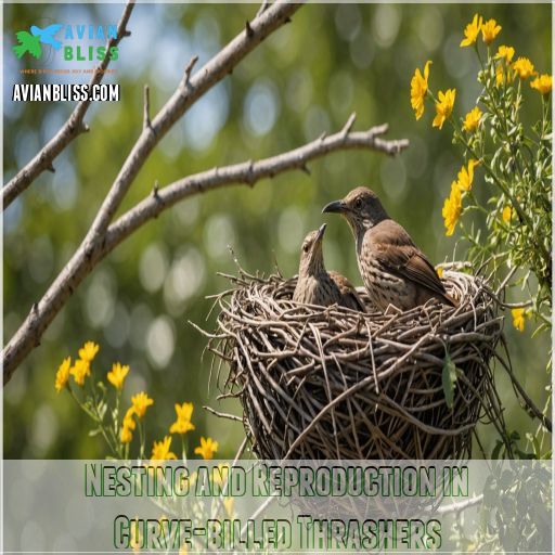 Nesting and Reproduction in Curve-billed Thrashers