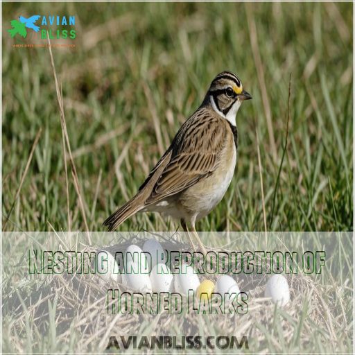 Nesting and Reproduction of Horned Larks