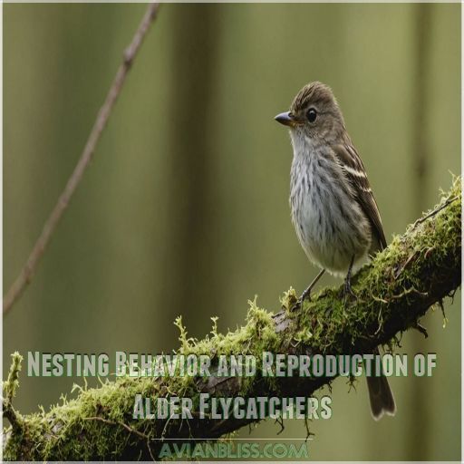 Nesting Behavior and Reproduction of Alder Flycatchers