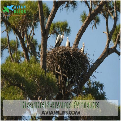 Nesting Behavior Patterns