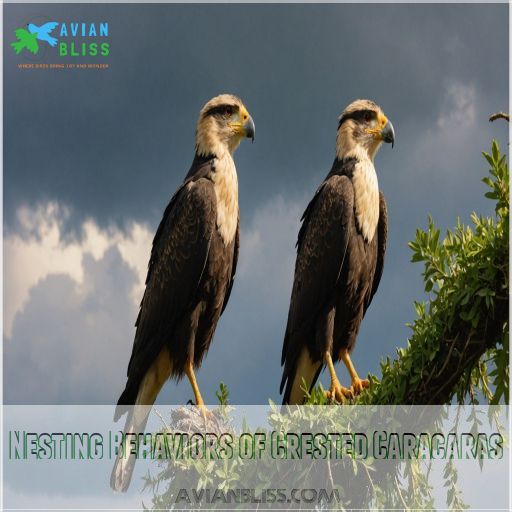 Nesting Behaviors of Crested Caracaras