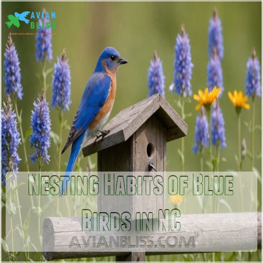 Nesting Habits of Blue Birds in NC