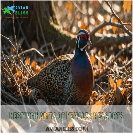 Nesting Habits of Female Pheasants