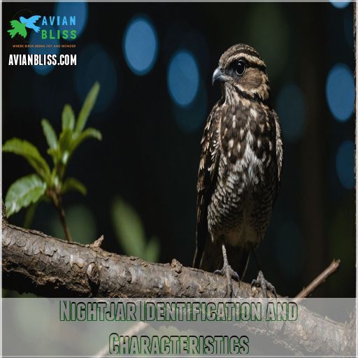 Nightjar Identification and Characteristics