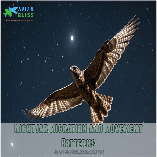 Nightjar Migration and Movement Patterns