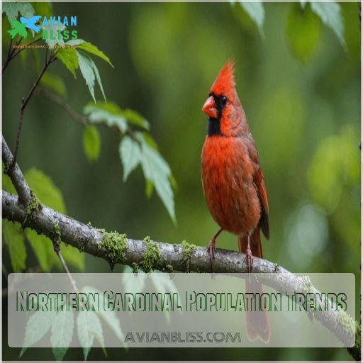 Northern Cardinal Population Trends