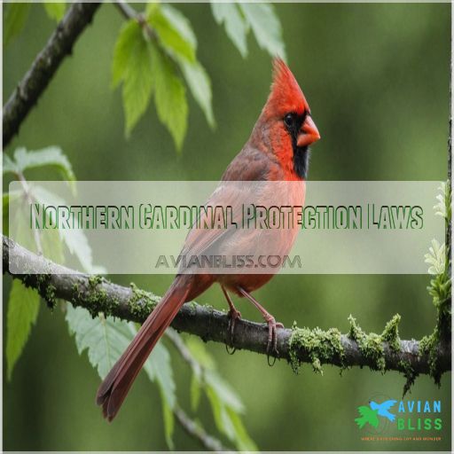 Northern Cardinal Protection Laws