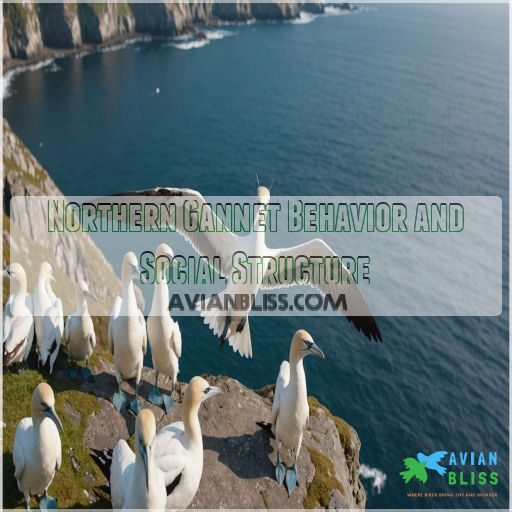 Northern Gannet Behavior and Social Structure