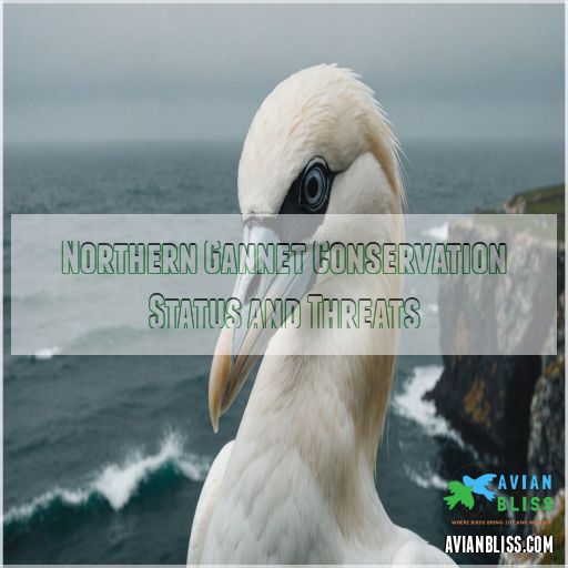 Northern Gannet Conservation Status and Threats