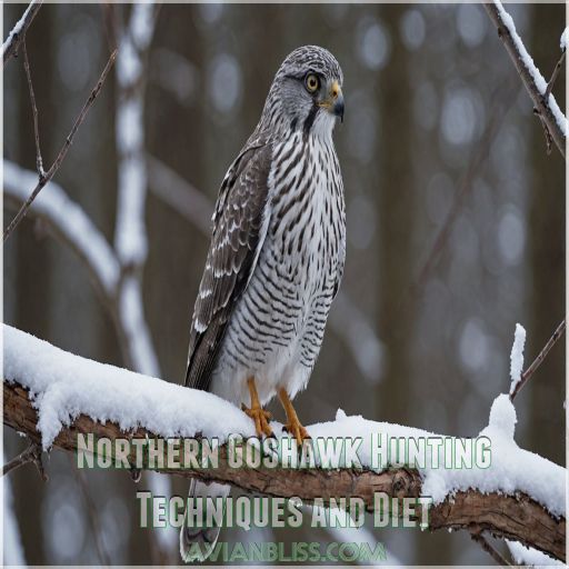 Northern Goshawk Hunting Techniques and Diet