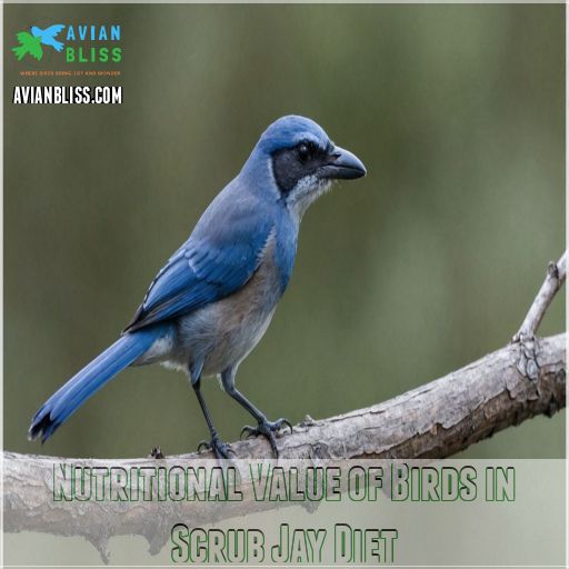 Nutritional Value of Birds in Scrub Jay Diet