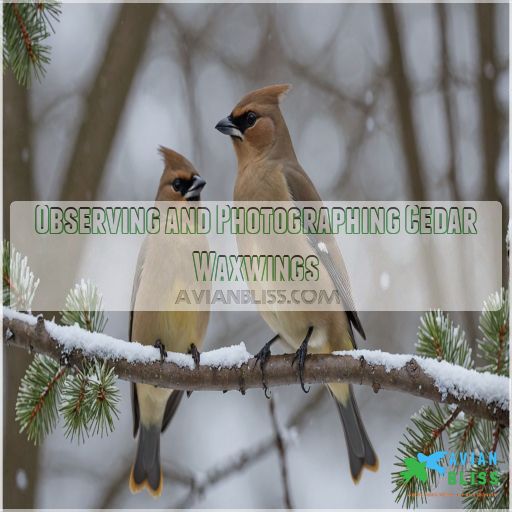 Observing and Photographing Cedar Waxwings