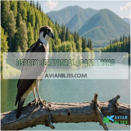 Osprey Behavioral Adaptations