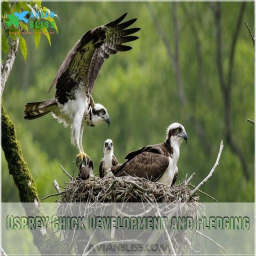 Osprey Chick Development and Fledging