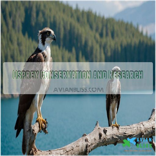 Osprey Conservation and Research