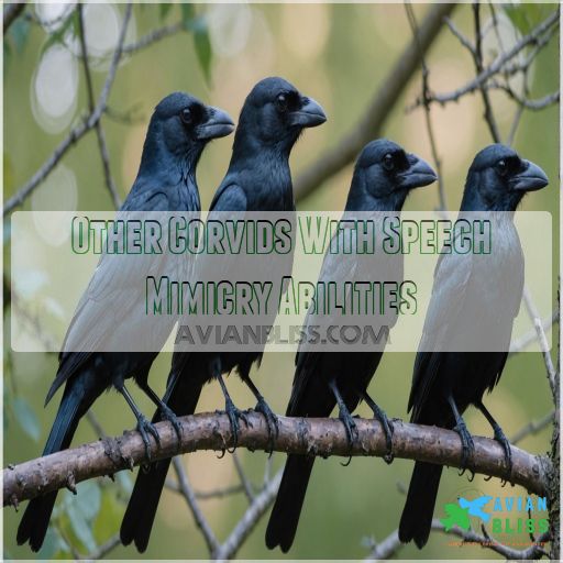 Other Corvids With Speech Mimicry Abilities