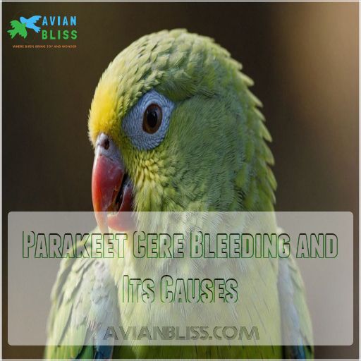 Parakeet Cere Bleeding and Its Causes