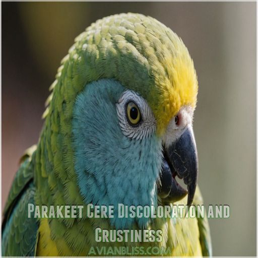 Parakeet Cere Discoloration and Crustiness