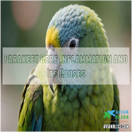 Parakeet Cere Inflammation and Its Causes