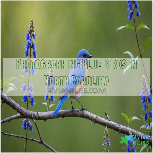 Photographing Blue Birds in North Carolina