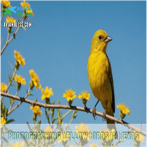 Photographing Yellow Birds in Texas