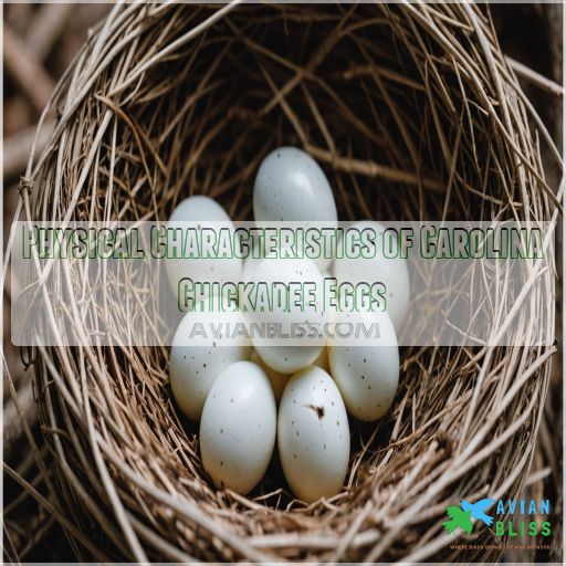 Physical Characteristics of Carolina Chickadee Eggs