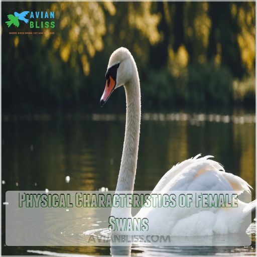 Physical Characteristics of Female Swans