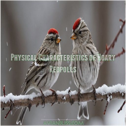 Physical Characteristics of Hoary Redpolls