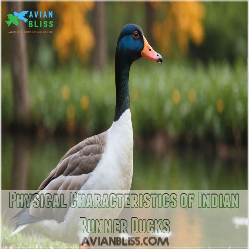 Physical Characteristics of Indian Runner Ducks