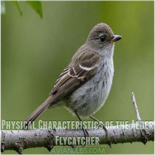 Physical Characteristics of the Alder Flycatcher