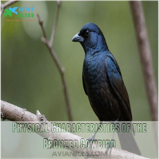 Physical Characteristics of the Bronzed Cowbird