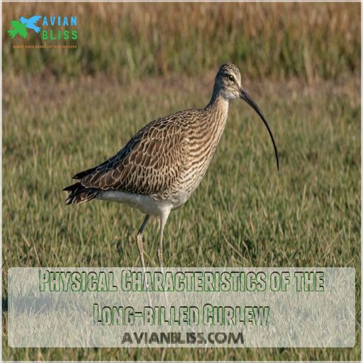 Physical Characteristics of the Long-billed Curlew