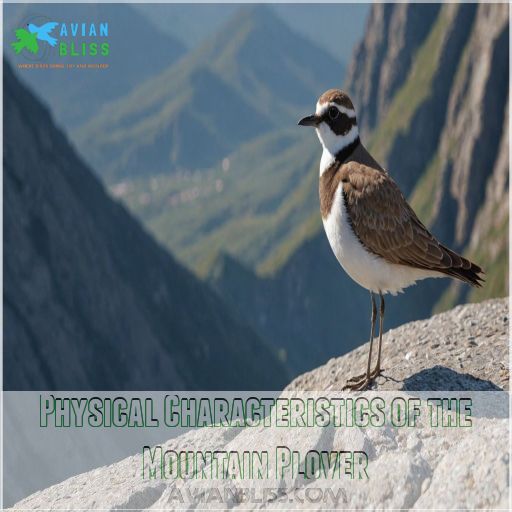 Physical Characteristics of the Mountain Plover