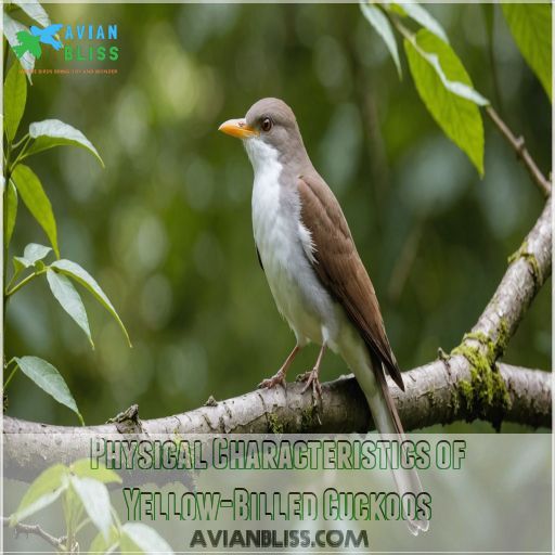 Physical Characteristics of Yellow-Billed Cuckoos