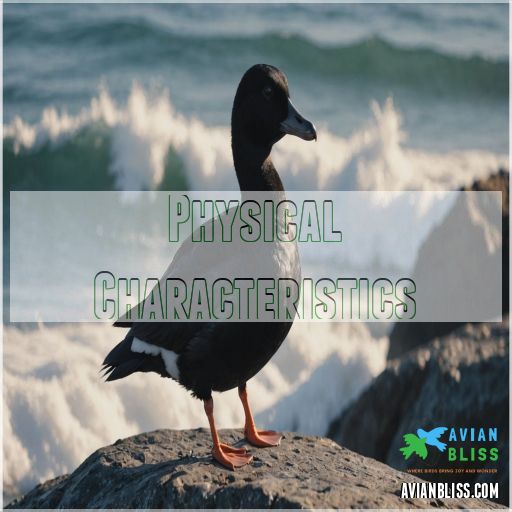 Physical Characteristics