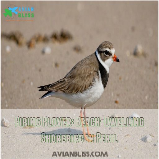 Piping Plover: Beach-Dwelling Shorebird in Peril