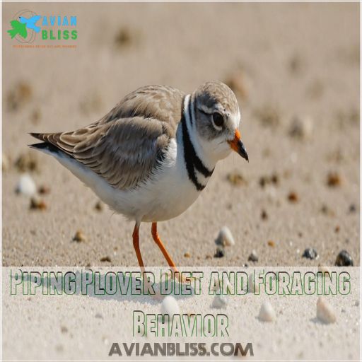 Piping Plover Diet and Foraging Behavior