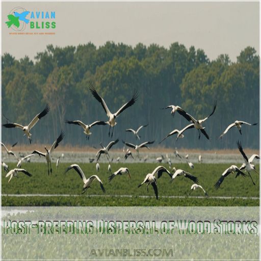 Post-breeding Dispersal of Wood Storks