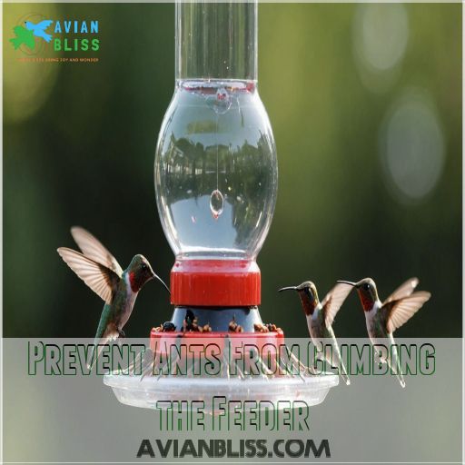 Prevent Ants From Climbing The Feeder