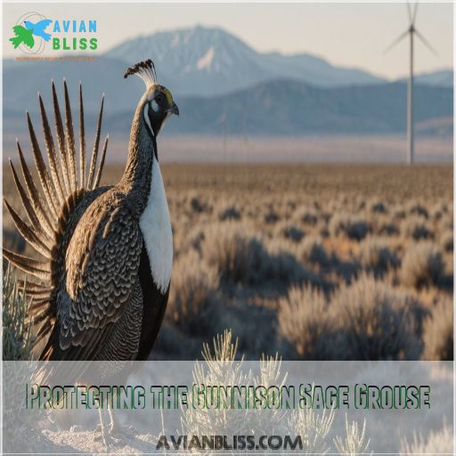 Protecting the Gunnison Sage Grouse