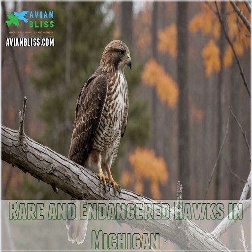 Rare and Endangered Hawks in Michigan