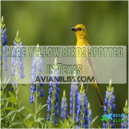 Rare Yellow Birds Spotted in Texas