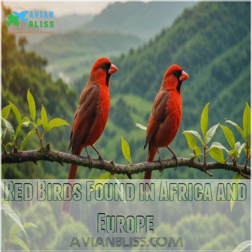 Red Birds Found in Africa and Europe