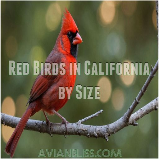 Red Birds in California by Size