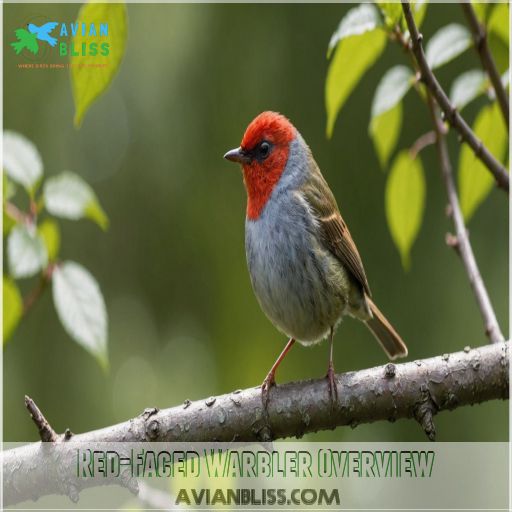 Red-Faced Warbler Overview