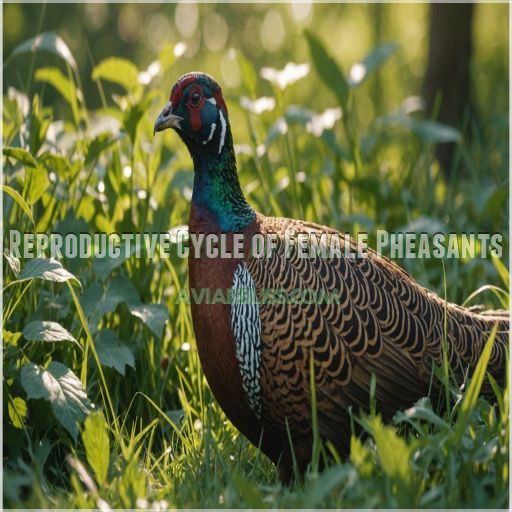 Reproductive Cycle of Female Pheasants