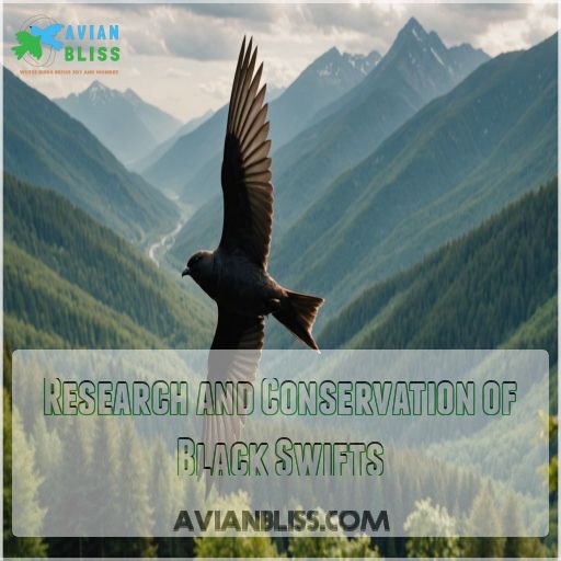 Research and Conservation of Black Swifts