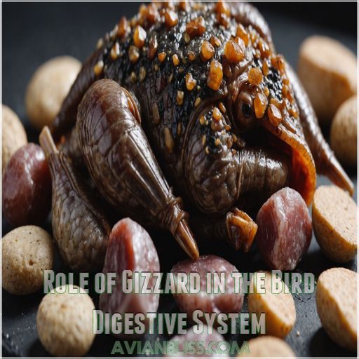 Role of Gizzard in the Bird Digestive System