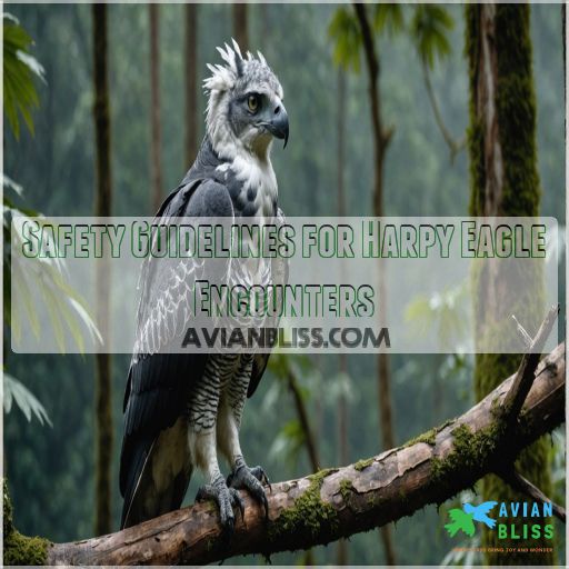 Safety Guidelines for Harpy Eagle Encounters